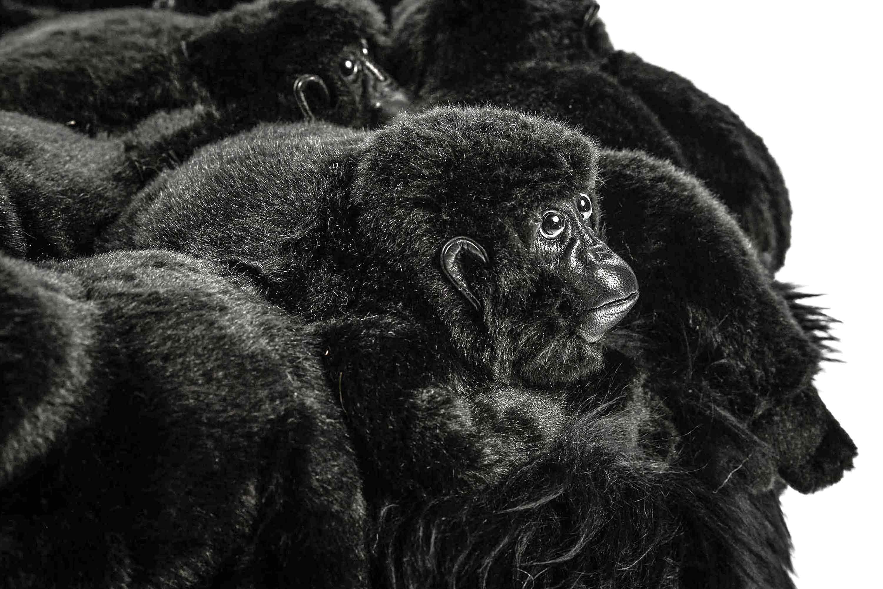 Gorilla Hocker Gorilla Hocker