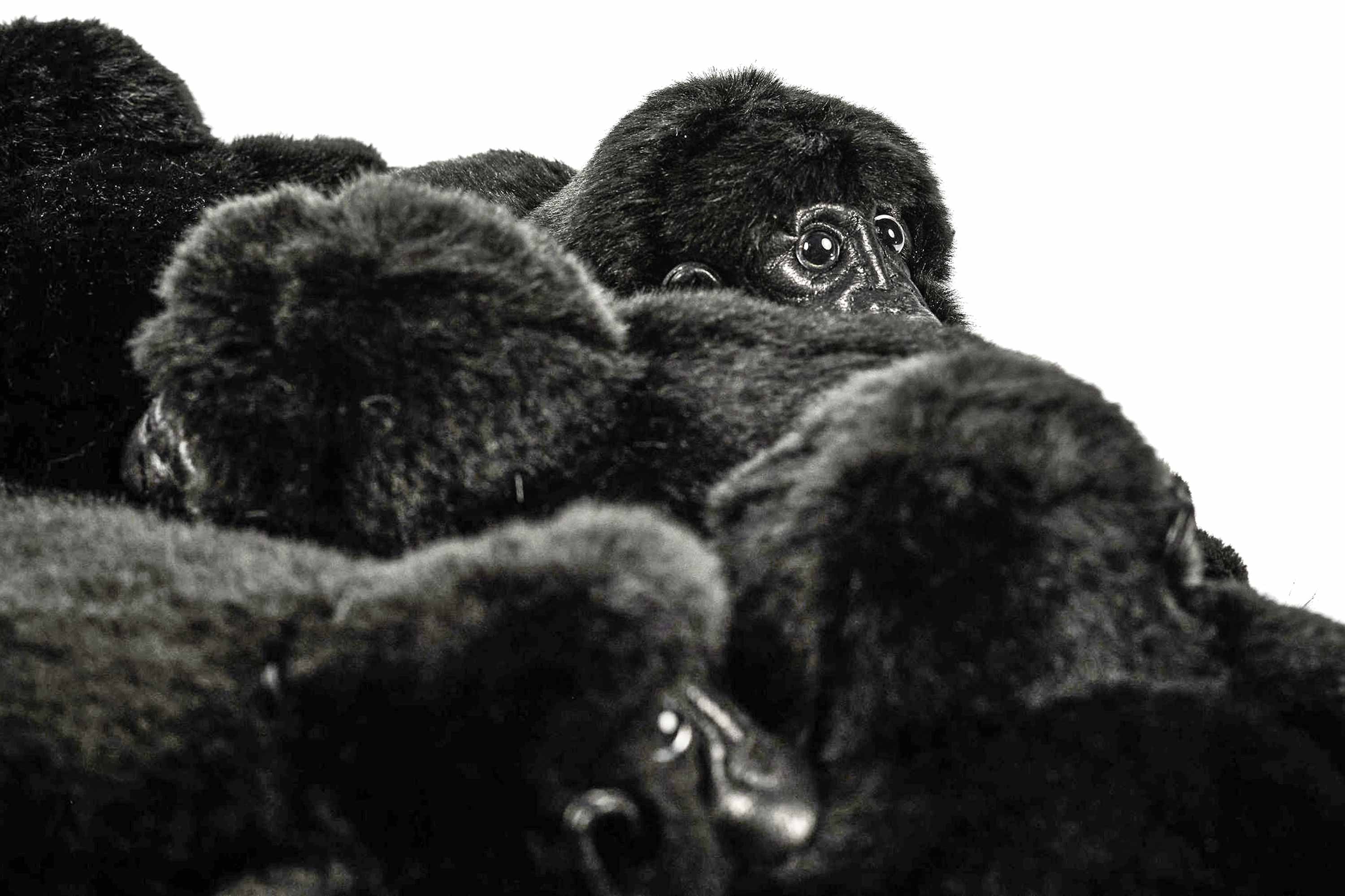Gorilla Hocker Gorilla Hocker
